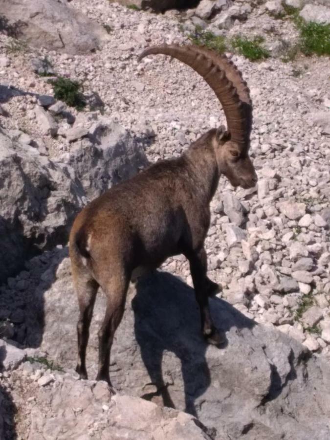 B&B Dolomia Sagron Mis Zewnętrze zdjęcie
